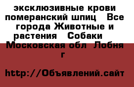 эксклюзивные крови-померанский шпиц - Все города Животные и растения » Собаки   . Московская обл.,Лобня г.